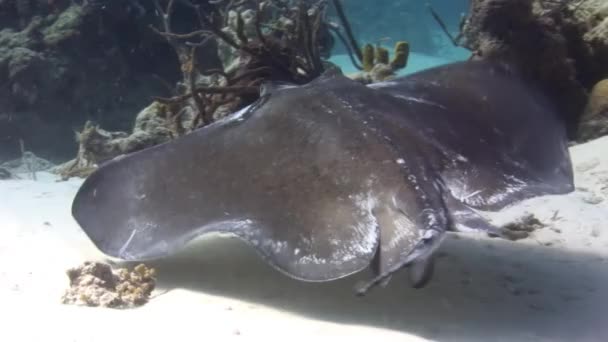 Close Stingray Sul Nadando Chão Arenoso Subaquático Mar Caribe Arraias — Vídeo de Stock