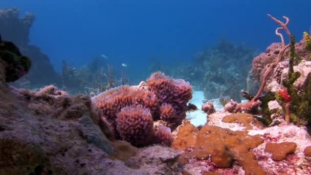 カリブ海の海底にサンゴ カリブ海のサンゴ礁は水中世界で最も美しく生物多様性に富んだ生態系の一部です — ストック動画