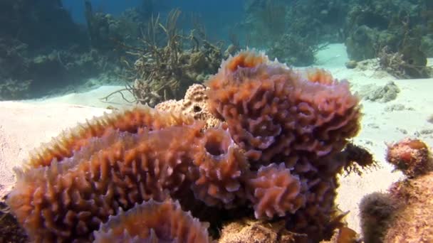 カリブ海の海底で紅色のサンゴがクローズアップされます このサンゴ礁には信じられないほどの海洋生物が生息しています — ストック動画