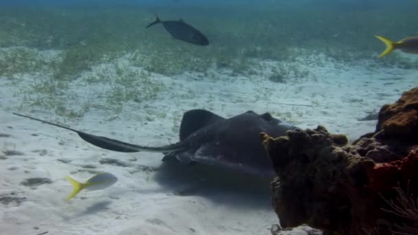 在加勒比海的白色沙质洋底上游泳的美洲水母 加勒比海是被称为黄貂鱼的迷人生物的家园 它们以独特的觅食习惯而闻名 — 图库视频影像