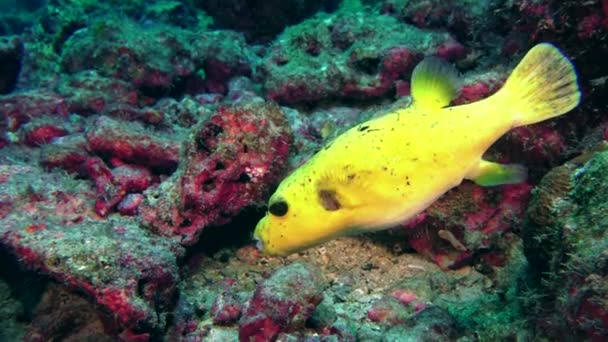 魚のアロスロンニグロパンクタタス 海底に黄色の腹ドッグフェイスパファー 体に特徴的な黄色の腹と黒い斑点にちなんで名付けられました — ストック動画