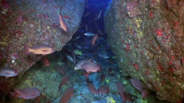 Σχολείο Ψαριών Στον Υποβρύχιο Ωκεανό Στην Κόστα Ρίκα Σωρός Ψαριών — Αρχείο Βίντεο