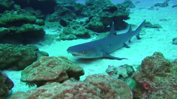 Revhaj Närbild Korallrev Costa Rica Simmar Långsamt Iväg Rovdjur Undervattensvärlden — Stockvideo