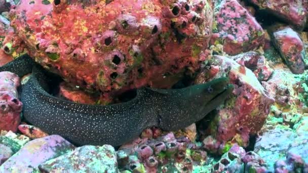 Moray Χέλι Είναι Υποβρύχια Κάτοικος Του Ζεστού Νερού Του Ωκεανού — Αρχείο Βίντεο