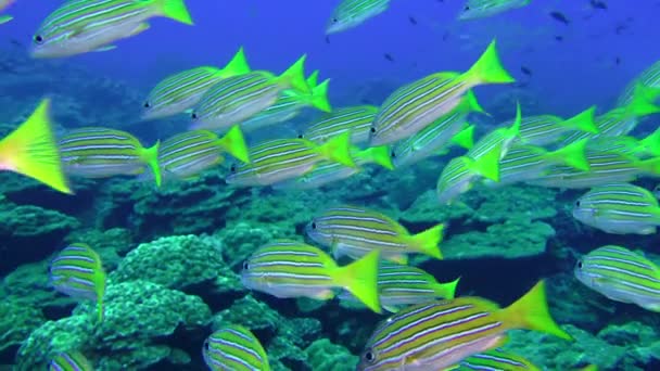 Shoal Van Snappers Prachtige Zeebodem Van Andaman Sea Islands Onderwaterleven — Stockvideo