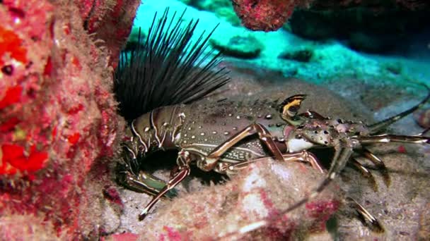 海底の透明な水の中にクローズアップロブスター ロブスターは 細長い体 大きな爪を持つインフラ注文アケラタに属する大きく 平らな甲殻類です — ストック動画
