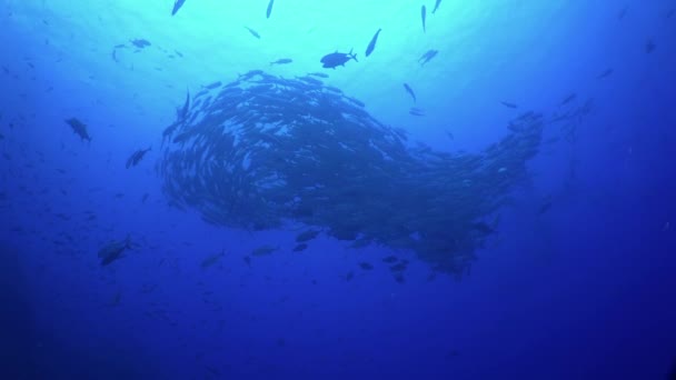 Skola Fisk Blå Undervattens Hav Costa Rica Tonfiskstim Som Finns — Stockvideo