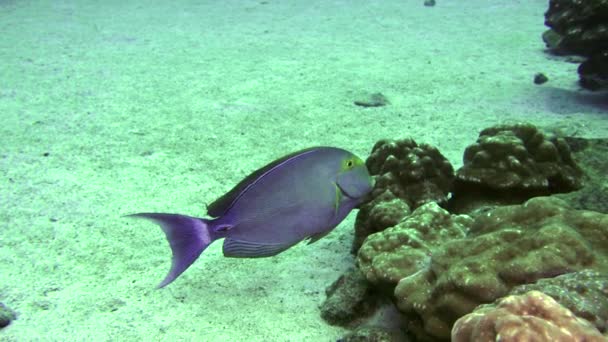 Fish Naso Lituratus También Conocido Como Orangespine Unicornfish Fondo Marino — Vídeo de stock