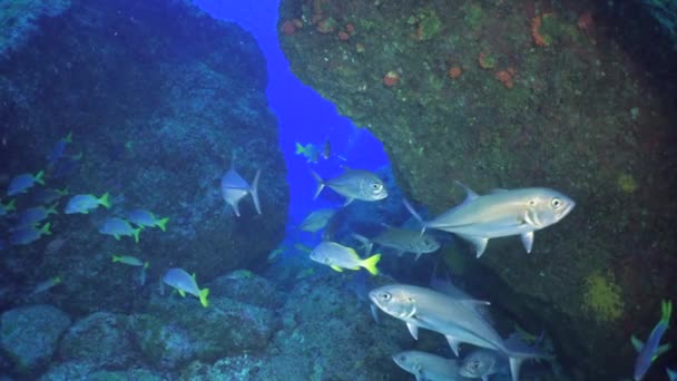 在安达曼海群岛美丽的海底 有许多金丝雀 在蓝色背景透明的清澈海水中 彩色珊瑚礁上的水下生命 在海底潜水和潜水 — 图库视频影像