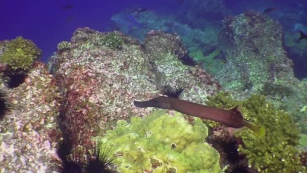 在海底的长笛鱼 烟熏鱼是一种海鱼 是烟熏鱼中的一种 体形独特 形似管子或稻草 — 图库视频影像