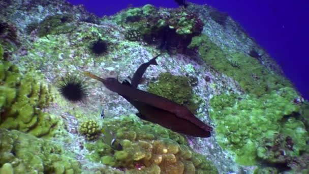別の魚の後ろに吸うフルート魚のクローズアップ Fistularia Tabacariaタバコの魚 海洋魚の種です パイプや藁に似た独特の細長い体の形をしています — ストック動画