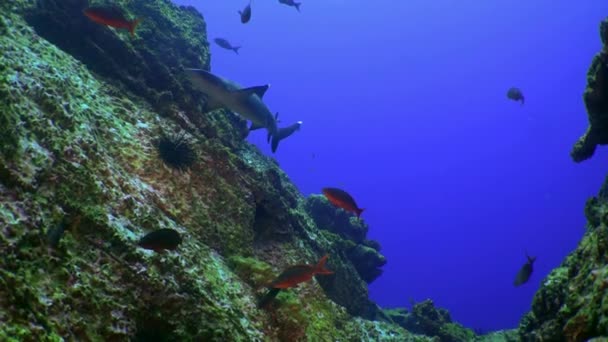 透明度の高いきれいな水の中で魚やサメとサンゴ礁にウニ 輝く水と泡に囲まれて — ストック動画