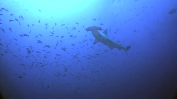 Wielki Rekin Młotek Pływa Przed Stadem Ryb Kostaryce Ocean Pokazując — Wideo stockowe