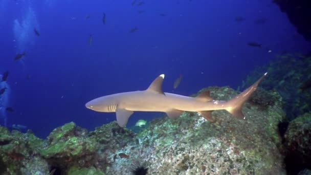 Tiburón Arrecife Cerca Silencioso Arrecife Coral Submarino Costa Rica Habitantes — Vídeos de Stock