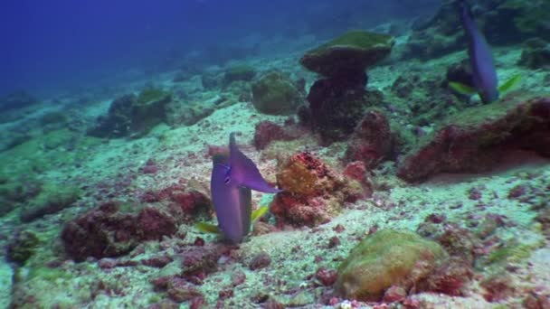 Naso Functuatus Επίσης Γνωστή Orangespine Unicornfish Στο Βυθό Της Θάλασσας — Αρχείο Βίντεο