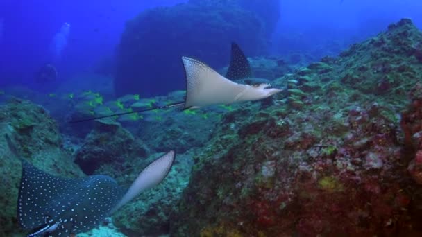 Increíble Rayas Manchas Negras Hunde Silenciosamente Fondo Del Océano Submarino — Vídeo de stock