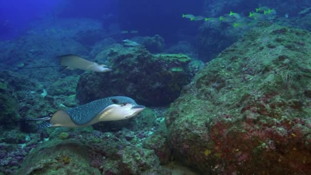 Ζευγάρι Μαυροστίγματος Κολυμπά Μέσω Υποβρύχιου Ρεύματος Στον Πυθμένα Του Ωκεανού — Αρχείο Βίντεο