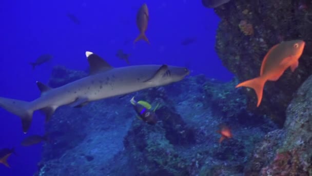 ปลาฉลามแนวปะการ งใกล ยงก บปลาในมหาสม ทรคอสตาร กาบนแนวปะการ ชาวประมงแห งโลกใต — วีดีโอสต็อก