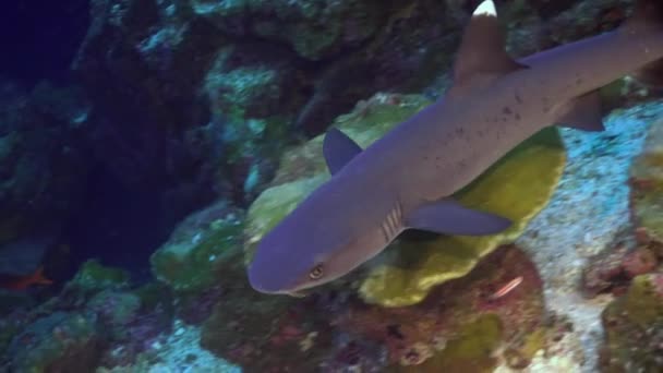 コスタリカの海のサンゴ礁上のマクロ形式のサンゴ礁サメ 水中世界の捕食者の住民 近くのサンゴ礁のサメ — ストック動画