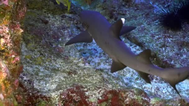 コスタリカの海の海底サンゴ礁に近いサンゴ礁サメ 水中世界の捕食者の住民 マクロ形式 — ストック動画