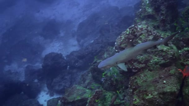 Tubarão Recife Fundo Mar Recife Corais Oceano Costa Rica Dinâmica — Vídeo de Stock