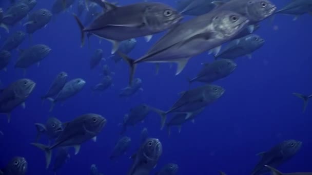 コスタリカの水中海でマグロの魚の学校 海のオープンウォーターで見つけることができるマグロの魚の浅瀬 通常は大規模な群れで — ストック動画