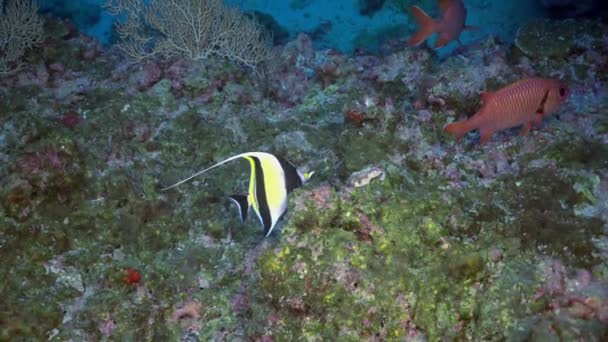 アンダマン海の素晴らしい海底でのスナッパーの浅瀬 青の背景に透明な水の中にカラフルなサンゴ礁の水中生活 海中でのスキューバダイビングとシュノーケリング Ocean — ストック動画