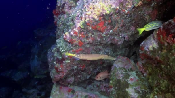 流れる水の中でサンゴ礁に対するフルート魚のクローズアップ Fistularia Tabacariaタバコの魚 海洋魚の種です パイプや藁に似た独特の細長い体の形をしています — ストック動画
