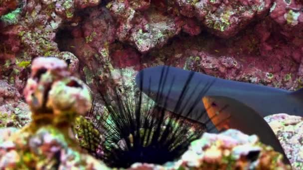 在哥斯达黎加 在海洋珊瑚礁上靠近海胆的特写珊瑚礁鲨鱼 水下世界的掠夺性居民 宏观格式 — 图库视频影像