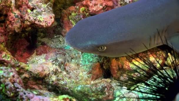 Närbild Revhaj Korallrev Havet Costa Rica Rovdjur Undervattensvärlden Makroformat — Stockvideo