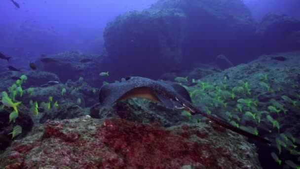 サンゴの近くの海底で 黒い斑点のあるエイと魚が泳いでいます 黒い斑点のあるStingrayは 海で発見されたユニークな種類のレイで 特徴的な尾によって簡単に認識できます — ストック動画