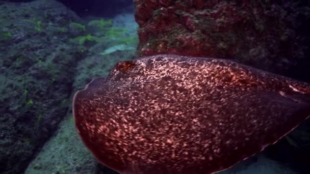 Arraia Pintada Preta Peixes Nadando Fundo Oceano Black Spotted Stingray — Vídeo de Stock