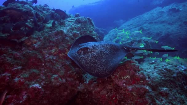 Shoal Snappers Maravilhoso Fundo Marinho Das Ilhas Mar Andamão Vida — Vídeo de Stock