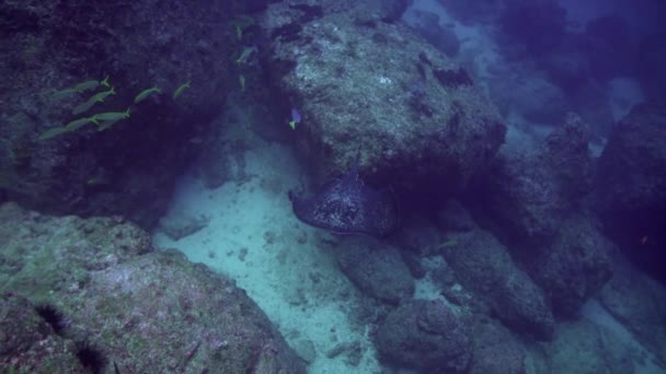 Black Spotted Stingray Fish Swimming Continuously Bottom Ocean Black Spotted — Stock Video