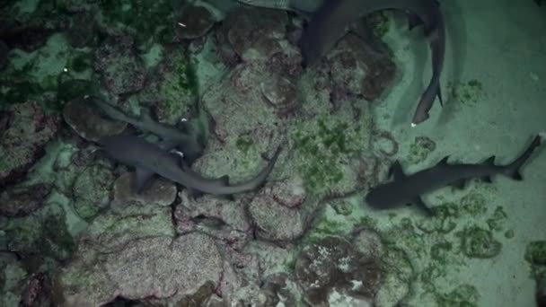 Grupo Tiburones Arrecife Nadan Sin Parar Tarde Arena Busca Comida — Vídeos de Stock