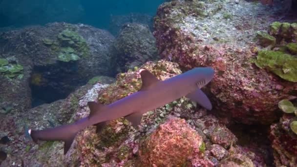 太平洋 コスタリカ 2021年9月5日 コスタリカの海のサンゴ礁で人間の近くのクローズアップサンゴ礁サメ 水中世界の捕食者の住民 マクロ形式 — ストック動画