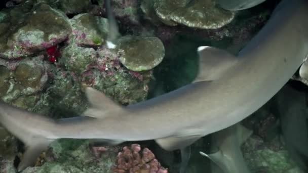 Группа Рифовых Акул Коралловом Рифе Океана Коста Рике Хищники Подводного — стоковое видео