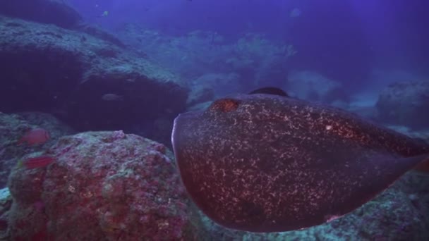 Czarna Płaszczka Rybami Przepływającymi Przez Podwodny Prąd Dnie Oceanu Czarne — Wideo stockowe