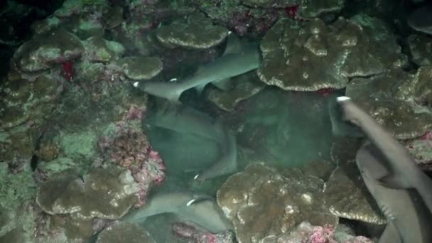 海底に暗い海の海底にサンゴ礁のサメのグループ ダイナミックは狩りをするときに成功の可能性を最大化し 大きな捕食者から身を守ることができます — ストック動画