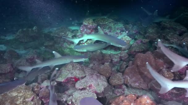 在黑暗中 在灯笼映衬着沙质海底的情况下 海洋中有大量的暗礁鲨 — 图库视频影像