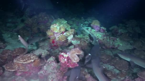 Groupe Requins Caranx Géante Nagent Continuellement Dans Océan Dans Obscurité — Video