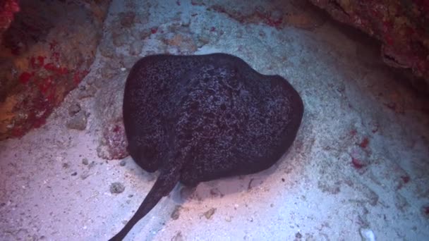 Zwarte Stingray Zeebodem Van Onderwater Oceaan Aan Costa Rica Black — Stockvideo