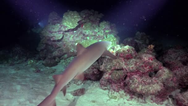 Zwemmende Groep Rifhaaien Oceaanbodem Het Donker Onder Licht Van Lantaarns — Stockvideo