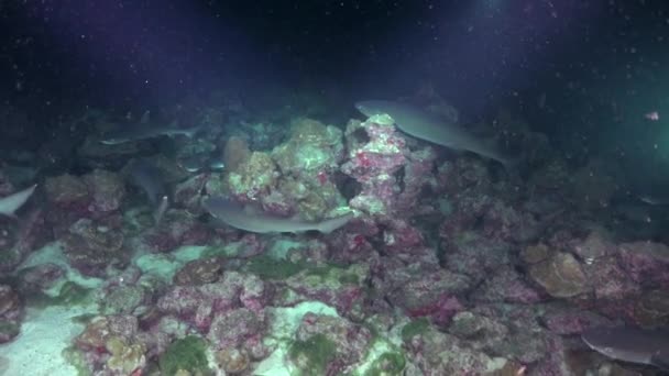 Grupo Nado Silencioso Tubarões Recife Fundo Oceano Escuro Abaixo Luz — Vídeo de Stock