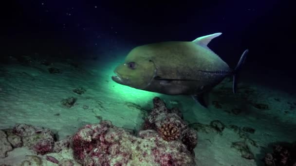 Ikan Caranx Raksasa Berenang Sepanjang Dasar Laut Bawah Cahaya Lentera — Stok Video