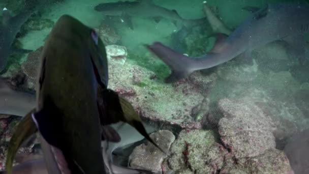 一群礁鲨在聚光灯下不停地在海里游来游去寻找食物 这个群体 不管是集体游泳还是单独游泳 珊瑚礁鲨鱼都是珊瑚礁生态系统的重要组成部分 — 图库视频影像