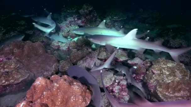 砂の底に対して提灯の光の下で暗い海のサンゴ礁のサメの膨大な数のグループ サンゴ礁の透き通った海は本当に素晴らしい光景です — ストック動画