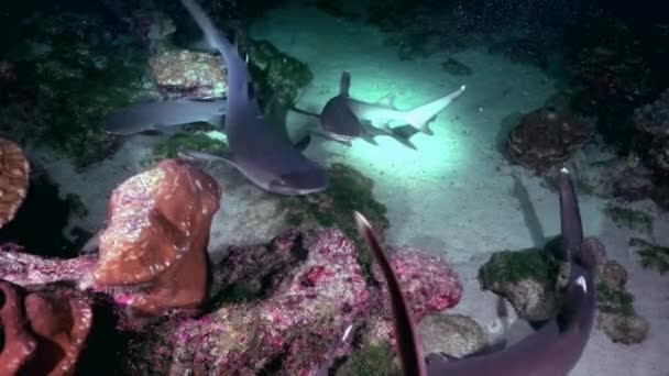 砂底に対して提灯の光の下で暗い海のサンゴ礁のサメの水泳グループ サンゴ礁の透き通った海は本当に素晴らしい光景です — ストック動画