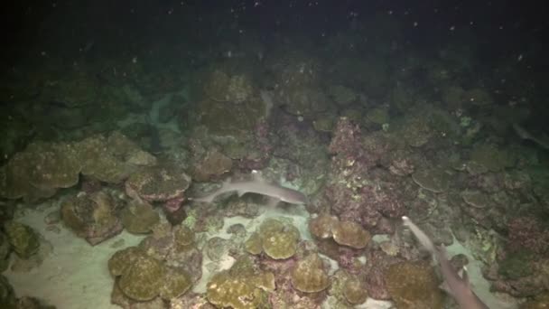 Nadando Graciosamente Grupo Tubarões Recifais Fundo Oceano Através Águas Cristalinas — Vídeo de Stock