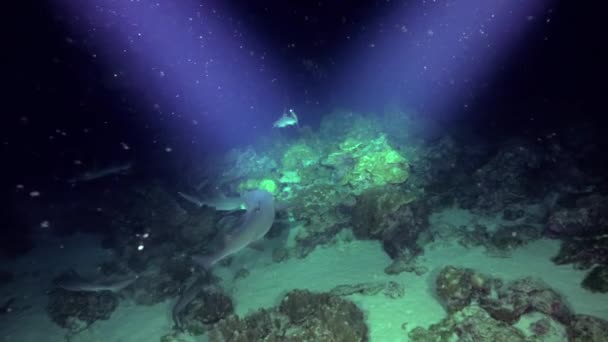 Синхронізоване Плавання Витонченою Групою Рифових Акул Підлозі Океану Цих Витончених — стокове відео